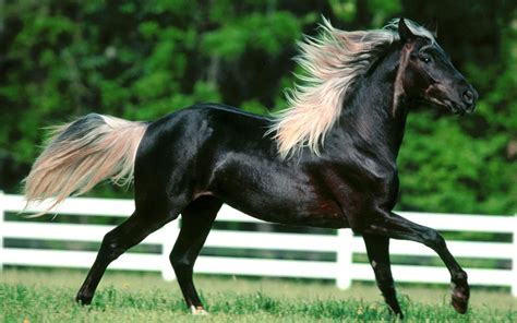 beautiful horse pictures pelfind
