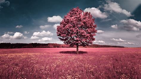 Scenery Photo Cloudy Image Pink Tree Weather Nature