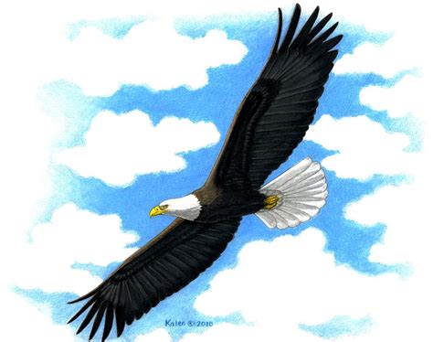 bald eagle  flight painting  kalen malueg fine art america
