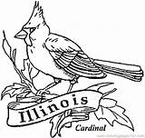 Coloring Cardinal Pages Illinois Bird Printable State Louis St Cardinals Florida Drawing Red Sheets Outline Supercoloring Getcolorings Color Getdrawings Colorings sketch template