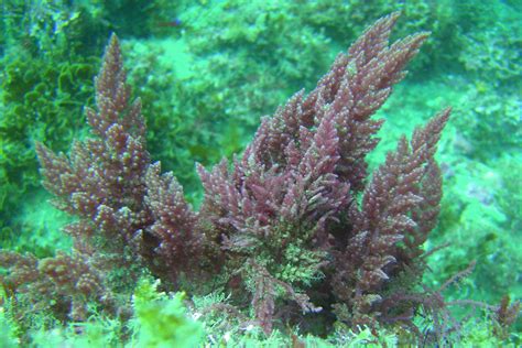 list  discuss  type  algae division rhodophyta red algae