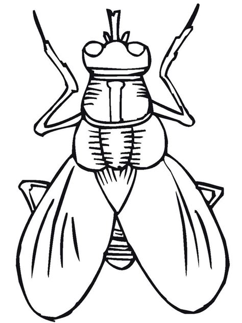 insect coloring pages insect coloring pages bug coloring pages