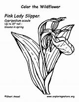 Coloring Slipper Pages Flower Lady Ladys Ladyslipper Template sketch template