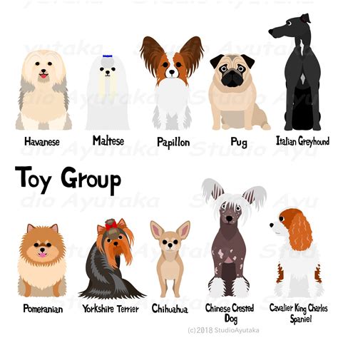 dog breeds    toy group