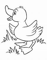 Duck Cute Baby Coloring Pages Printable Clipart Clipartbest sketch template
