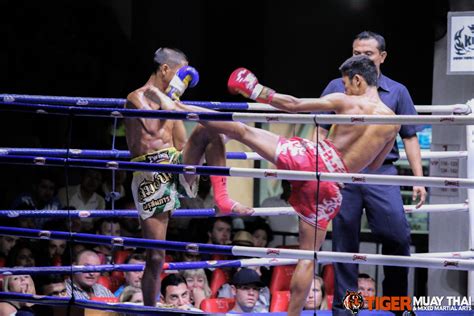 fighting thai tiger muay thai and mma training camp guest fights