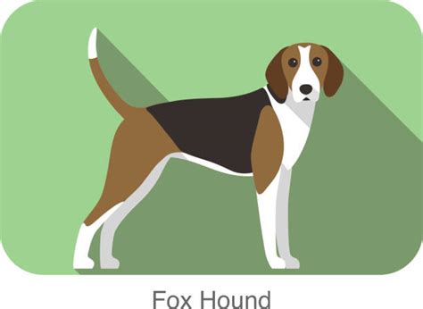 Foxhound Illustrations Royalty Free Vector Graphics And Clip Art Istock