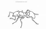 Formiga Desenho Formigas Riscos Insetos Aprender Atividades Coloringcity sketch template