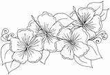 Coloring Hawaiian Pages Flower Flowers Lei Drawing Jasmine Leaves Hibiscus Getcolorings Printable Getdrawings Blank Colorings Color sketch template