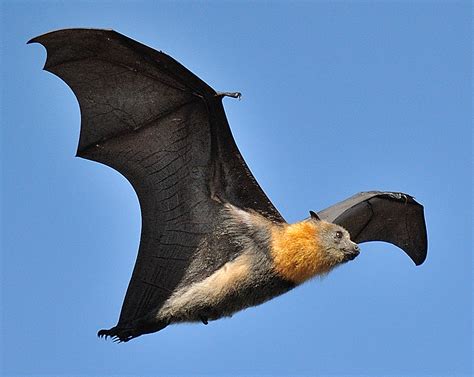 world flying foxes