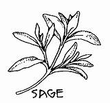 Sage Clipart Herb Herbs Drawing Clip Plant Basil Leaf Bw Smudging Garden Herbal Drawings Cliparts Real Vector Brush Clipartpanda Library sketch template