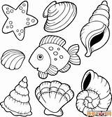 Shell Coquillage Coquillages Seashells Imprimer Assorted Coloriages Freecoloringpages sketch template