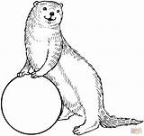 Otter Pages Coloring Otters Clipart Sea Mongoose Outline Drawing Colouring Ball Printable Cliparts Standing Cartoon Animal Library Clip Simple Supercoloring sketch template