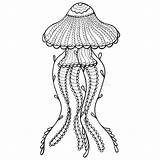 Cnidaria Zentangle Jellyfish Multicellular Patterned sketch template