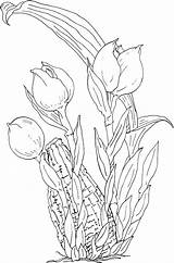 Tulipas Tulip Coloring Tulipe Tulipa Coloriages Imagensemoldes Tudodesenhos Coloringfolder sketch template