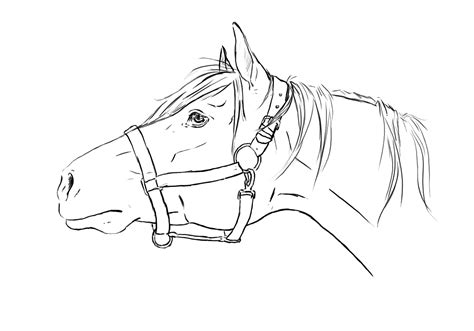 horse head lineart  tnienjaa  deviantart