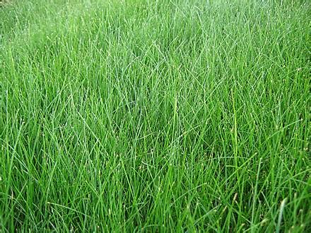 west coast turf fine fescue sod grass  socal