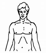 Body Clipart Chest Outline Human Transparent Diagram Webstockreview Crime Clipground sketch template