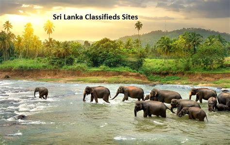 sri lanka classifieds sites  ads posting sites  sri lanka