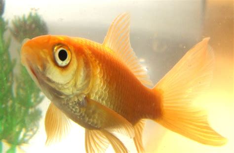 goldfish  photo  freeimagescom