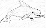 Dolphin Coloring Pages Dolphins Realistic Talking sketch template