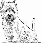 Terrier Terriern Skotska Sitter Highland sketch template
