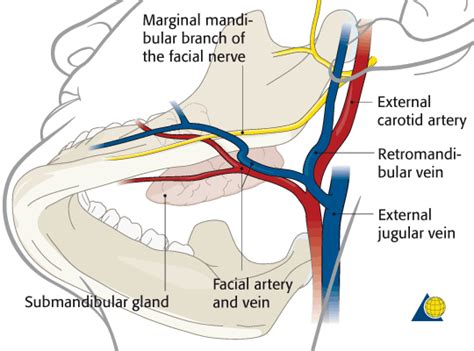 ao surgery reference