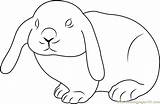 Coloring Rabbit Cute Pages Rabbits Kids Coloringpages101 Color Online Printable sketch template
