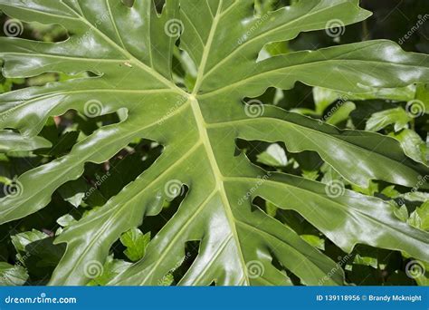 large green leaf stock photo image  foliage bright