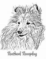 Sheltie Sheepdog Shetland sketch template