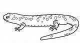 Salamander Spotted Amphibian Reptile Designlooter sketch template