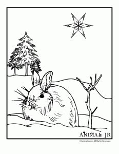 winter animal coloring pages animal jr bunny coloring pages