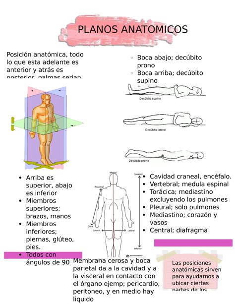 planos anatomicos apuntes  planos anatomicos las posiciones anatomicas sirven
