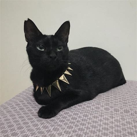black panther cute  deadly aww