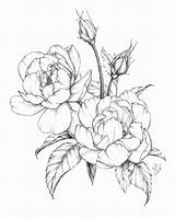 Flower Drawings Peony Botanical Spring Drawing Flowers Coloring Pages Illustration Line Shading Sketches Roses Peonies Sketch Floral Rose Beautiful Modern sketch template