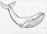 Whale Drawing Easy Draw Sea Sperm Getdrawings sketch template