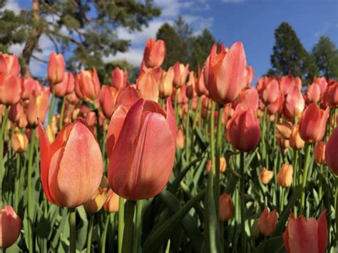 tulip time   minnesota landscape arboretum minnevangelist