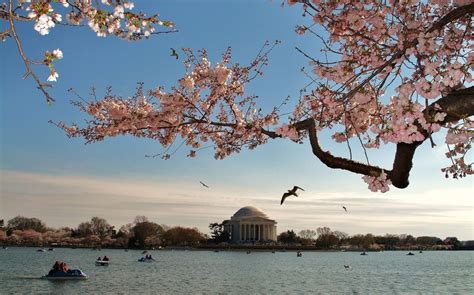 Washington Dc Cherry Blossom Framed Jefferson Memorial