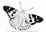 Painted Lady Draw Drawing Step Butterflies Tutorials sketch template