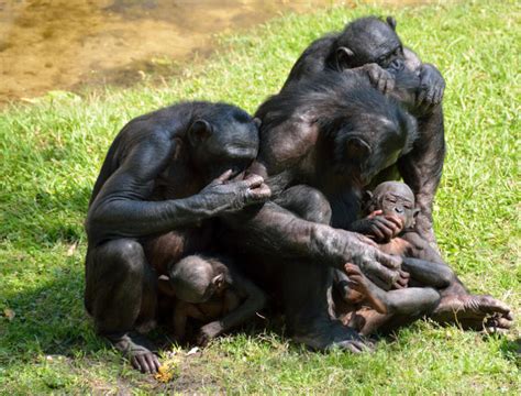 bonobos predisposed to show sensitivity to others sciencedaily