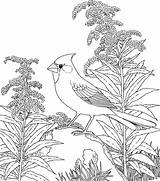 Coloring Flower Cardinal Printable Bird State Pages Birds Adults Flowers Kentucky Sheets Realistic Goldenrod Drawings sketch template