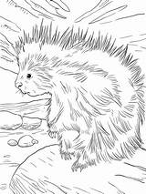 Porcupine Coloring American North Pages Cute Printable Supercoloring Drawings Christmas Animals Porcupines Choose Board sketch template