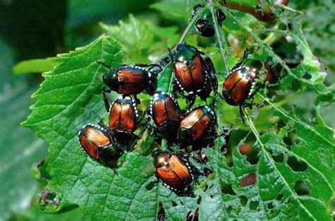 how to get rid of japanese beetles how to get rid of japanese beetles