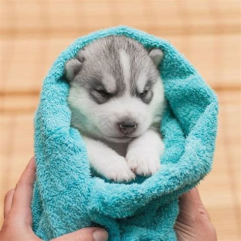newborn husky photo  atbenderfrai puppysketch   featured dog obsessed puppies