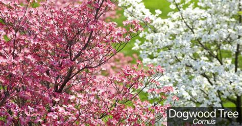 dogwood tree   care   beautiful flowering dogwood