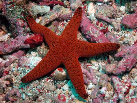 sea stars echinoderms starfish  seesterne stachelhaeuter