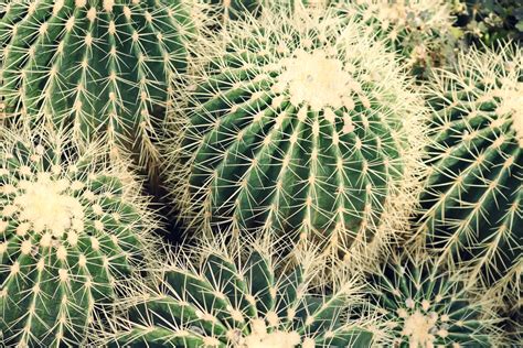 closeup photo  cactus plants pixeor large collection  inspirational