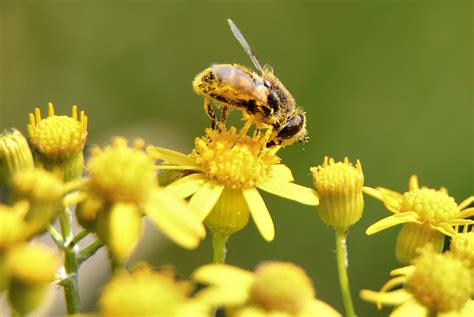 filebee pollen macro virginia forestwanderjpg