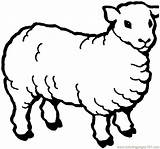 Coloring Sheep Pages Printable Mammals Popular sketch template