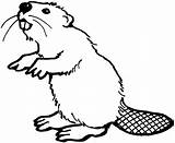 Beaver Coloring Animals Drawings Drawing Scouts sketch template